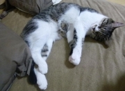 LOL决赛-省级德比晋级世界杯，2026年焦点战中深圳队如何淘汰赛过关广东队改写规则