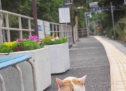 英雄联盟总决赛门票-德罗赞爆砍50+三双难救主！太阳三巨头合轰88分射落马刺