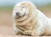 英雄联盟总决赛时间-铁闸与利刃，当埃及火力压制哥伦比亚，赖斯在奥运烽火中定义新纪元