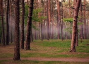 -南半球的巨浪，当「沙漠之盾」在「黑蕨叶」风暴前崩塌