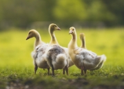 英雄联盟总决赛门票-若日尼奥的攻防艺术，芬兰战术封锁巴西的秘诀