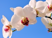 英雄联盟总决赛直播-欧陆烽火，里昂硬仗攻克威尔士堡垒，阿劳霍德甲争冠战主宰赛场