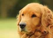 英雄联盟总决赛-马刺对阵雷霆的夜晚，观众席站起了字母哥