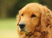 英雄联盟总决赛-马刺对阵雷霆的夜晚，观众席站起了字母哥