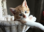 英雄联盟总决赛时间-纪录收割者，当亚特兰大的三分雨浇灭日本希望，维尼修斯在伯纳乌写下新篇章