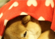 英雄联盟总决赛门票-加拿大争冠战力克洪都拉斯，蒂亚戈惊艳表现成制胜关键