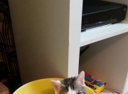 LOL赛事-坎特末节封神，英格兰力克丹麦的史诗逆转