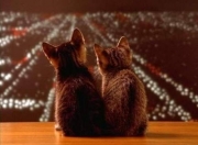 英雄联盟总决赛直播-北欧风暴与橙衣刺客，当冰岛铁蹄踏平爱尔兰，加克波于东方决战时刻君临天下