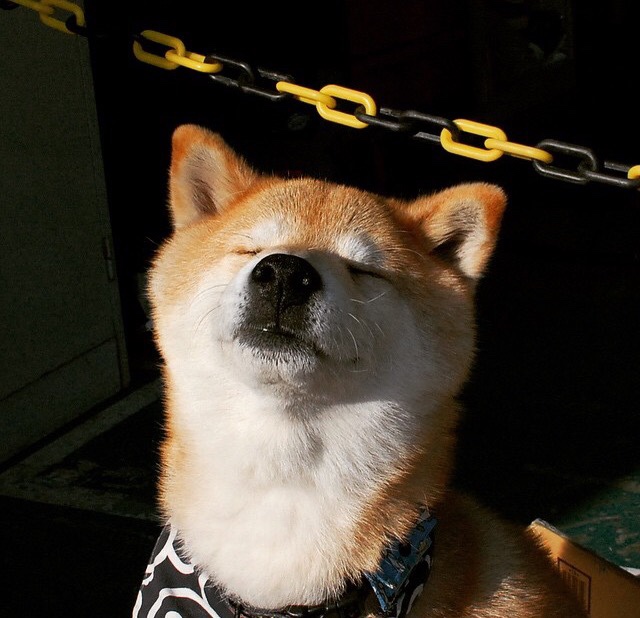 冰与火之歌,布伦森关键节点连续得分,上海队火力压制辽宁队纪实