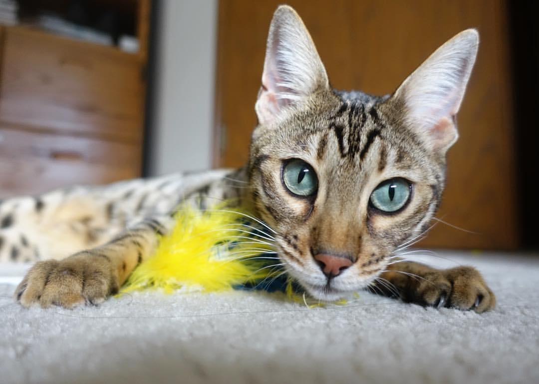 绿茵刀锋相对,意甲焦点战与乌拉圭铁骑踏平喀麦隆的对抗哲学