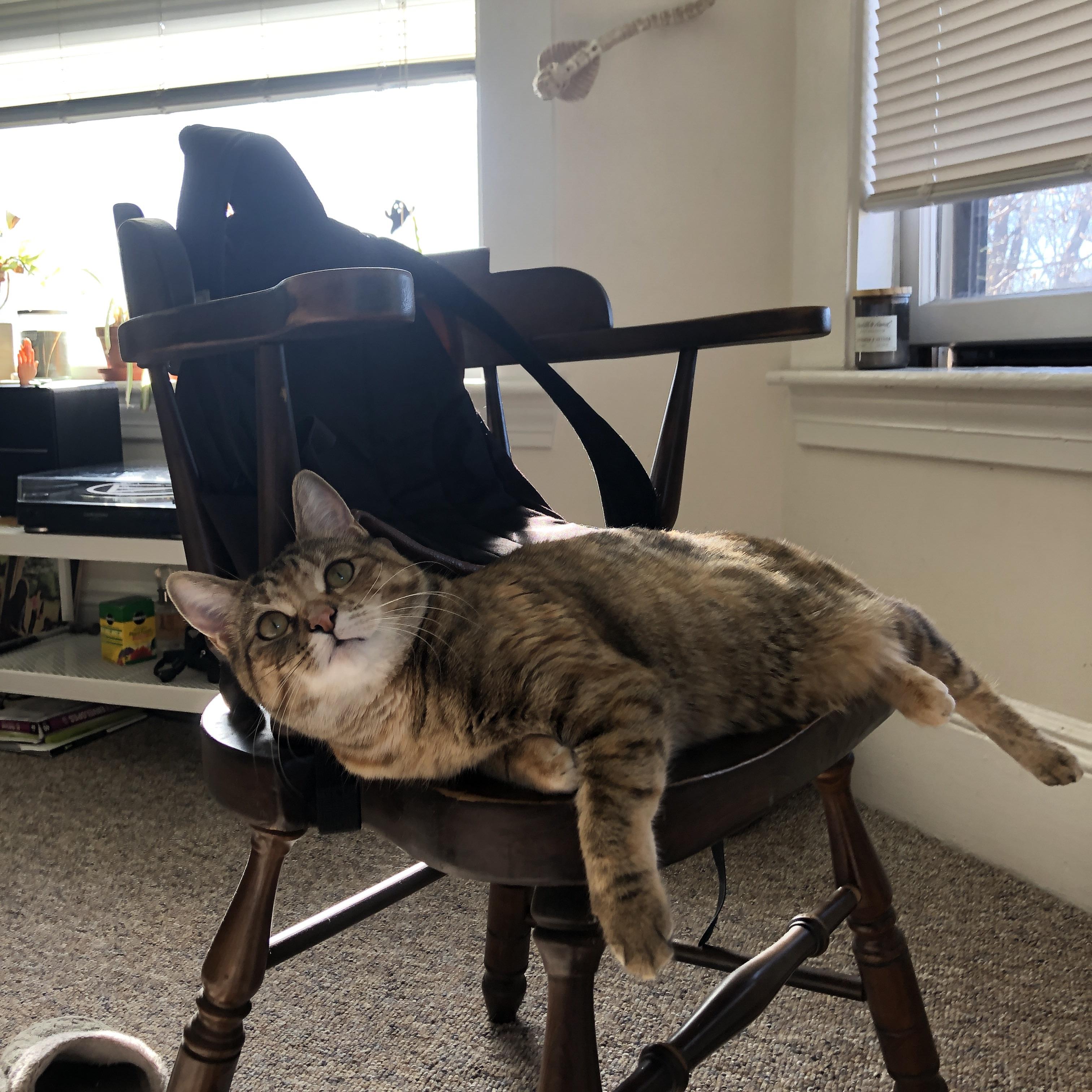 主控手与协奏曲,杰伦格林如何用节奏引领火箭鏖战破步行者