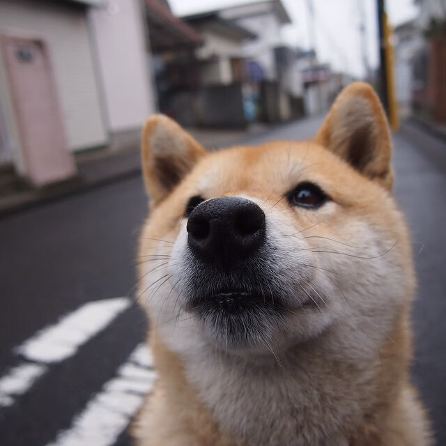 拉文教科书式演出却被扼杀，尼克斯用最团队的方式终结鹈鹕反扑