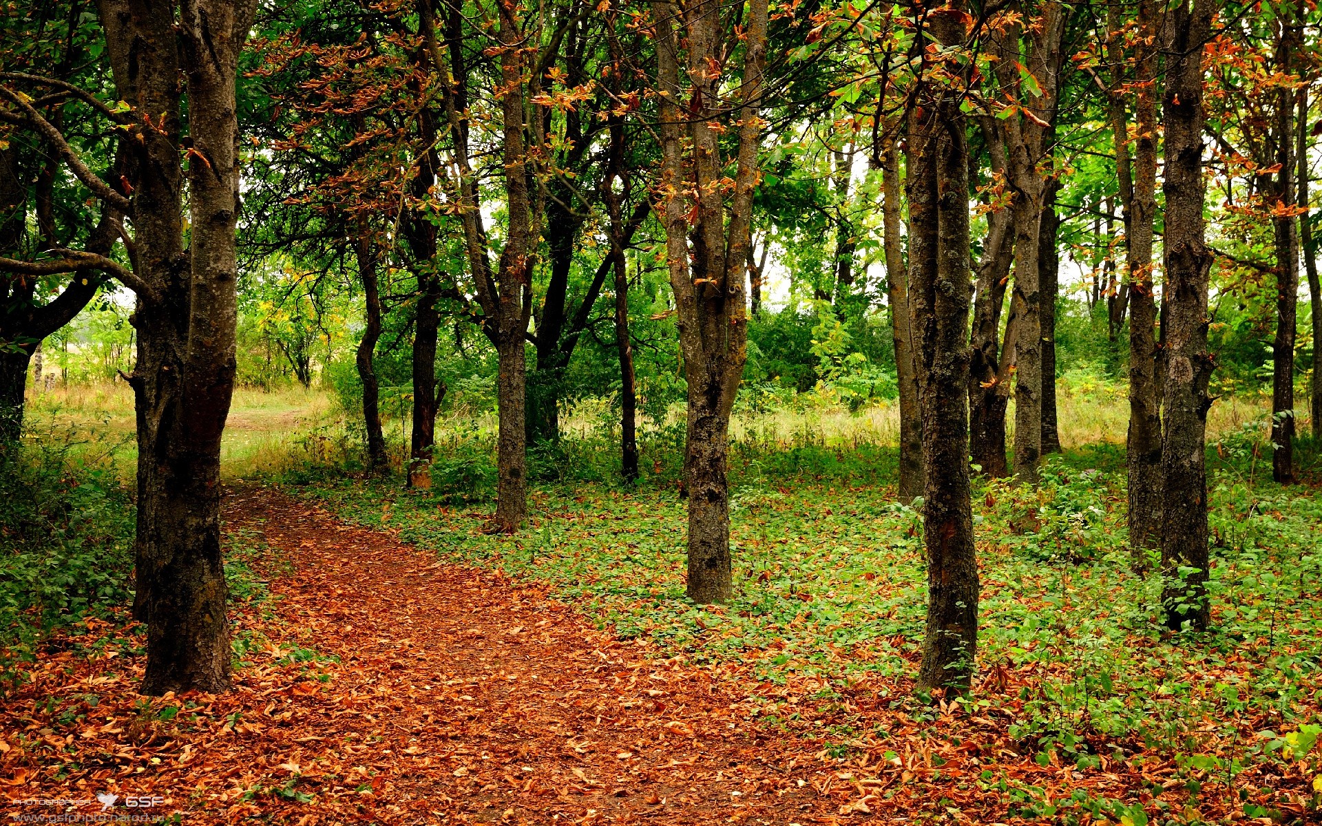 欧文在印第安纳上演正名之战,步行者全队撕裂明尼苏达狼群