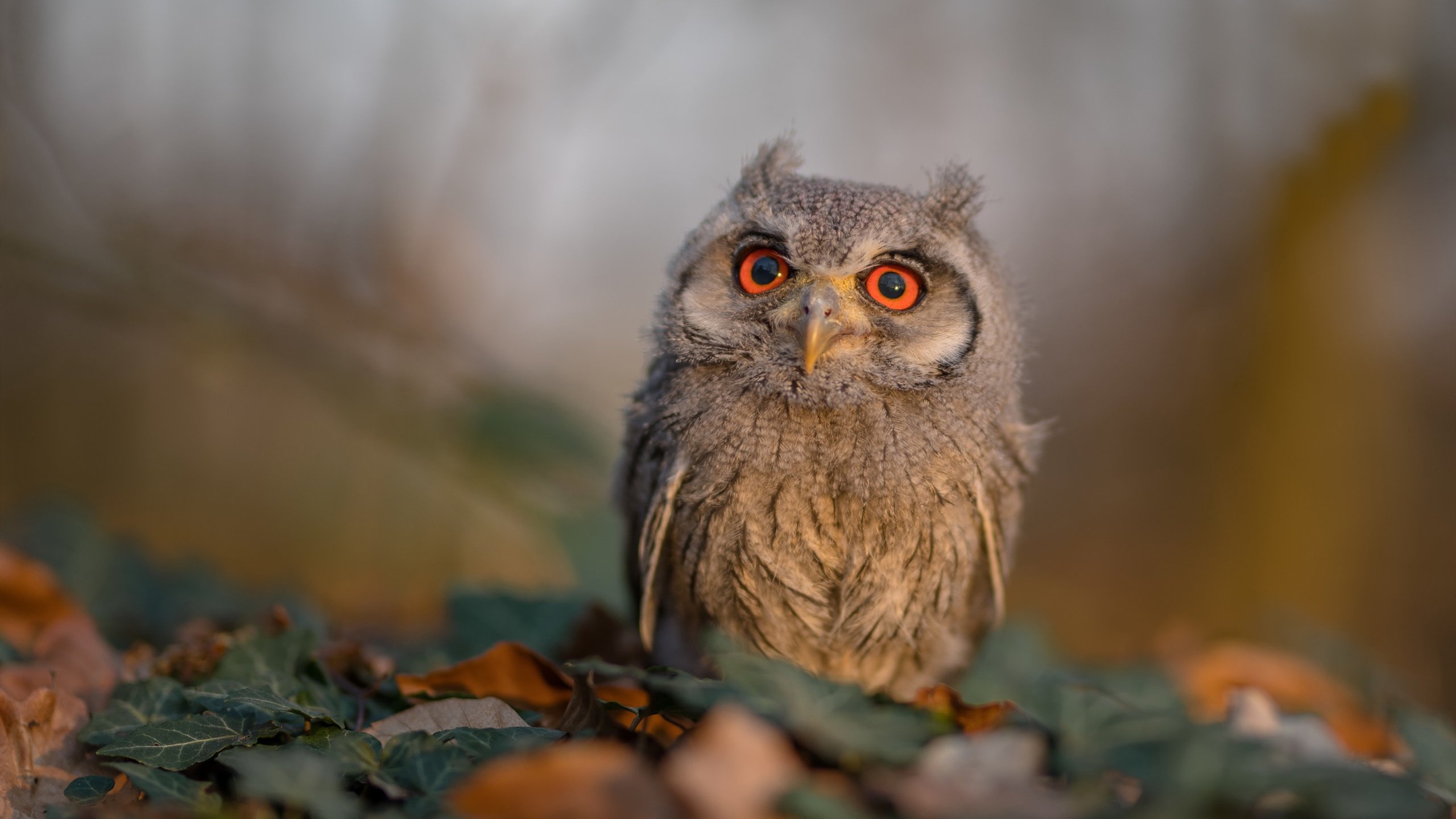 跨界争锋，从塞内加尔模式到姆巴佩方向盘的启示—在颠覆性规则中寻求超越