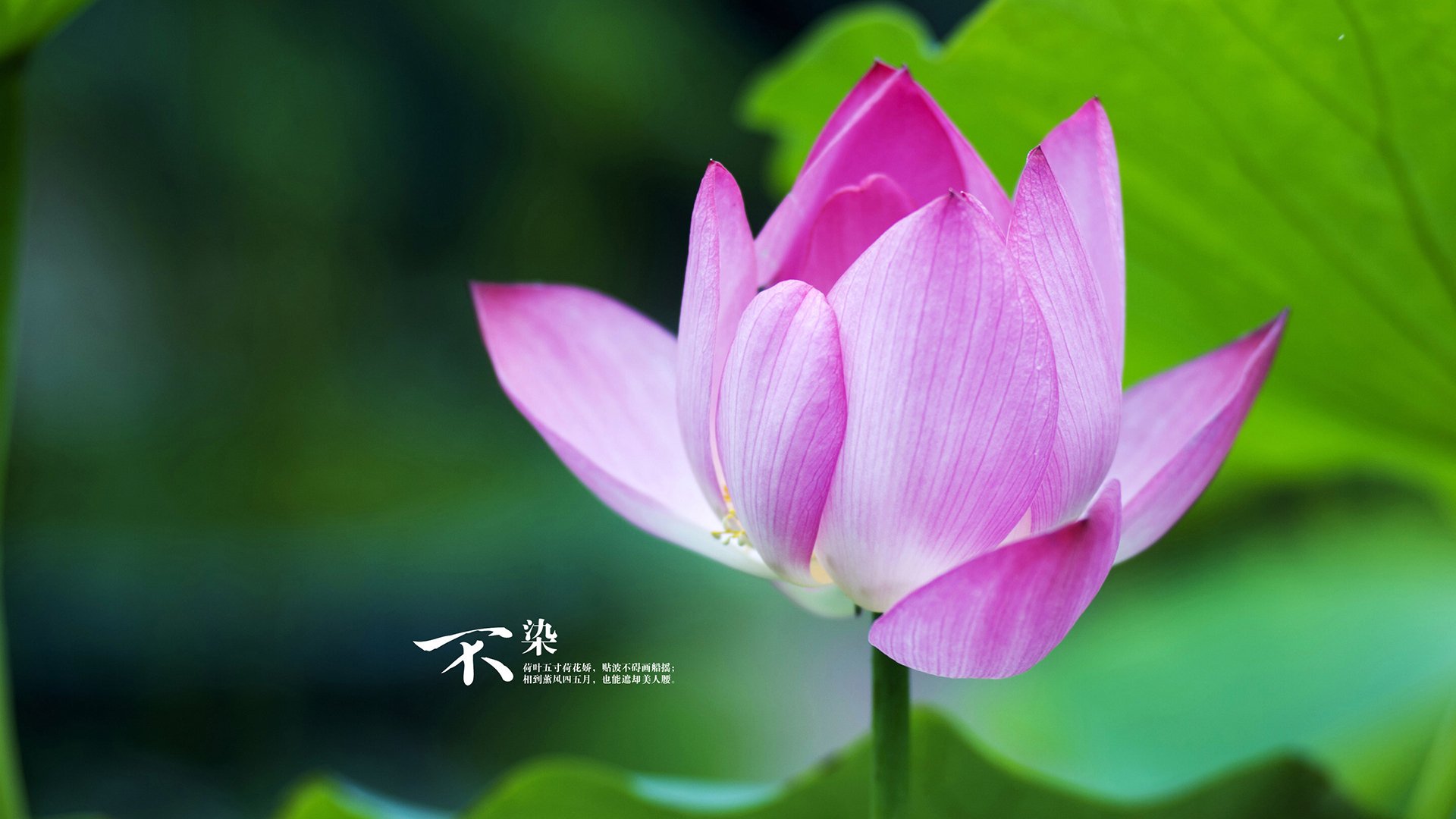 帝国铁骑踏碎亚特兰大，MVP觉醒全程高能输出击溃鹰群