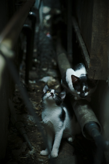 阿克闪耀圣西罗，曼联对阵AC米兰，荷兰铁卫全场最佳无争议