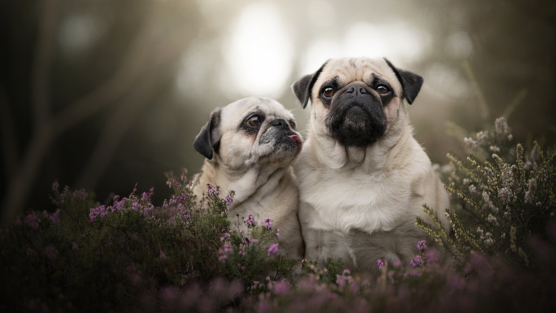 冰冷的门柱，滚烫的阿拉巴，当胜负在赛场外被重新定义
