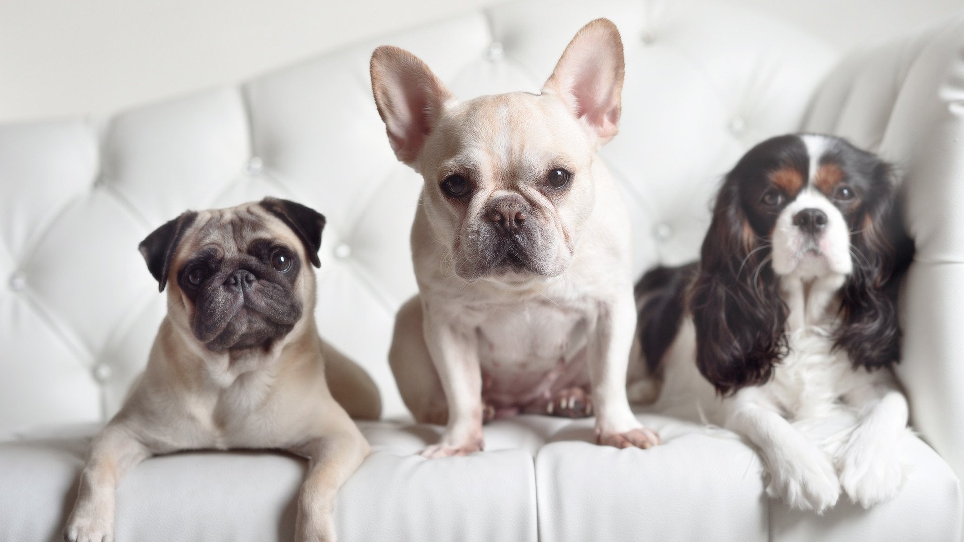 两个太阳，一种裁决，开拓者的铁血与字母哥的黎明