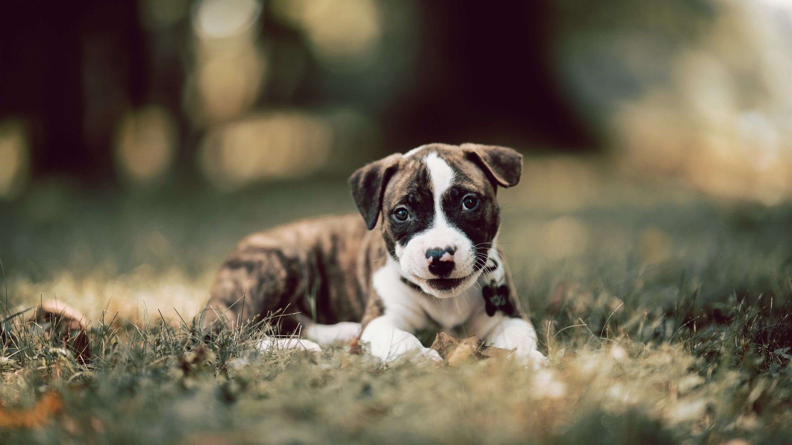 节奏掌控者，德布劳内谱写克罗地亚稳稳拿下的胜利篇章