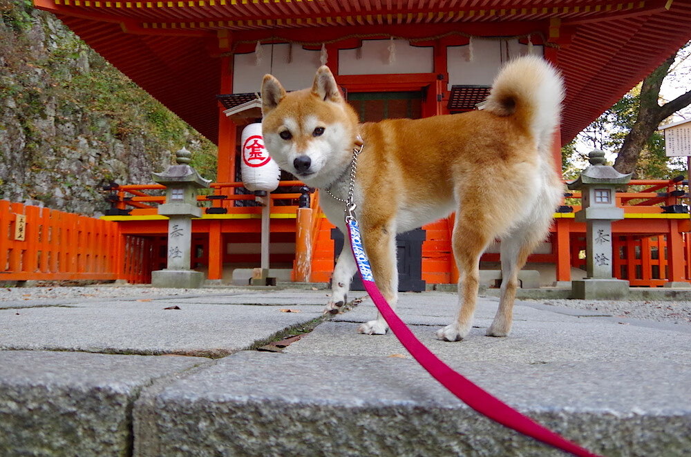 棋盘之上,莫兰特的数据爆炸如何重构现代篮球的胜负法则