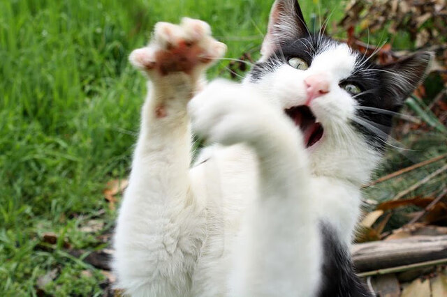 破晓者的史诗，东契奇以魔术终结勇士，个人能力如星辰炸裂