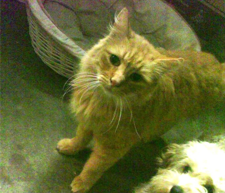 跨界统治力,当篮球的悬念终结者遇上足球的争冠天平