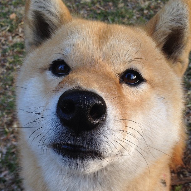 终场哨响前的奇迹，勒沃库森压哨绝杀巴黎，点燃欧冠之夜