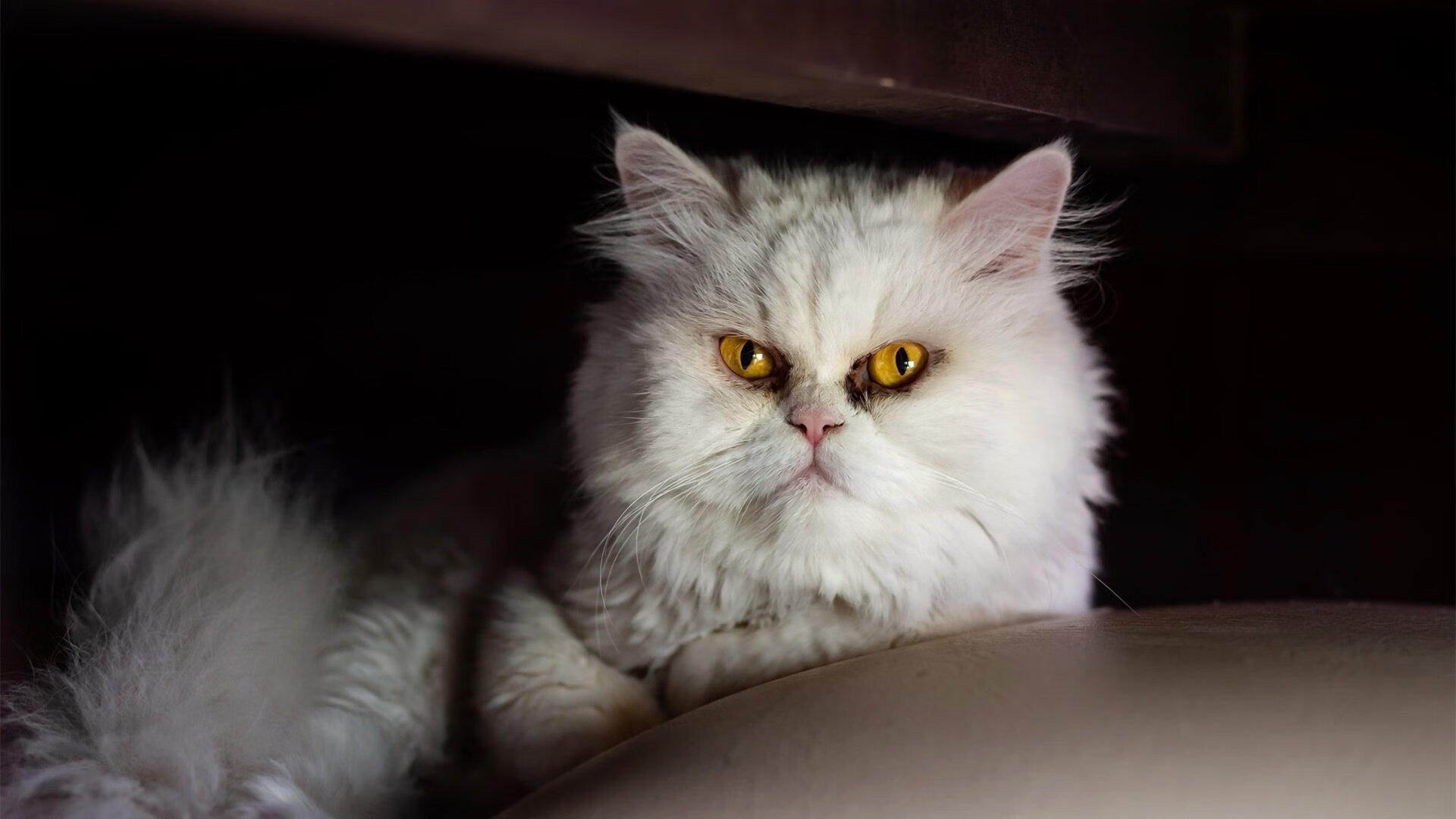 双城雷暴夜，当莫兰特按下加速键