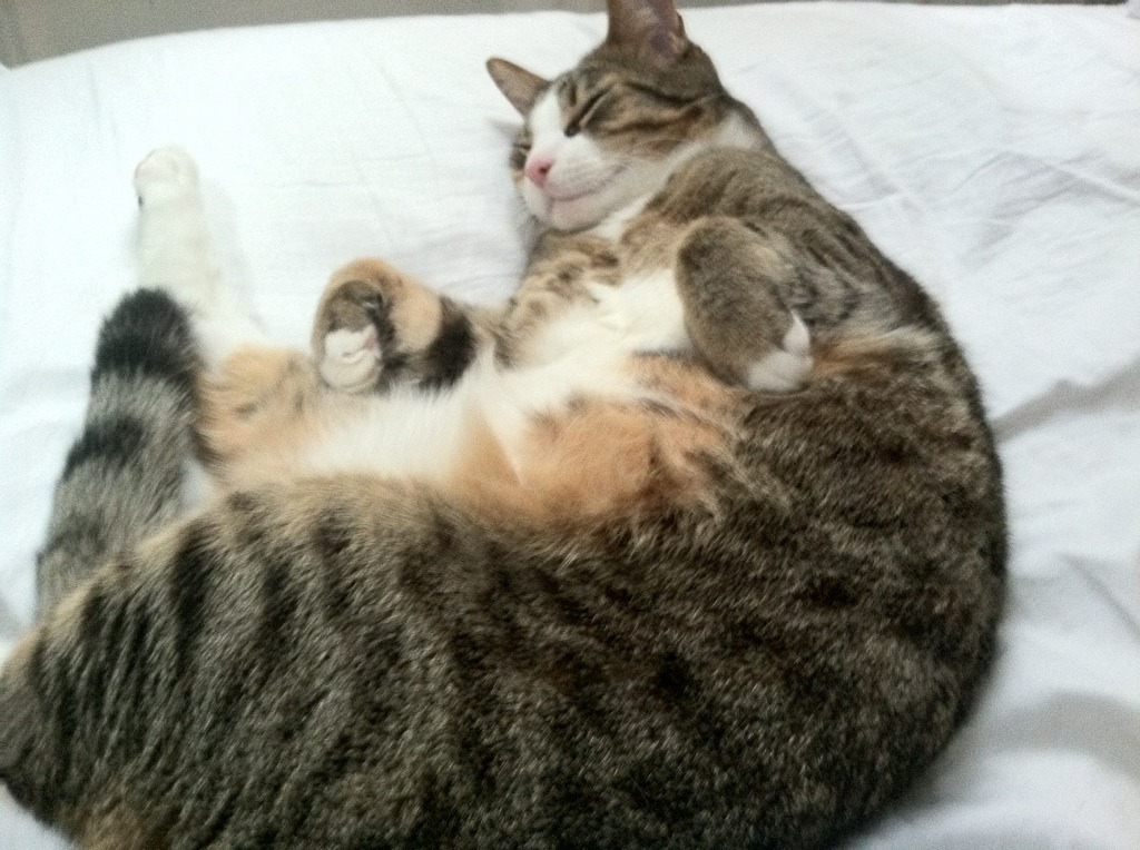 洪都拉斯风暴席卷万达大都会，安赫尔·迪亚斯强行终结马德里竞技神话