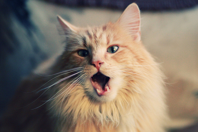 战车与歌剧，基耶萨攻防两端的独舞之夜