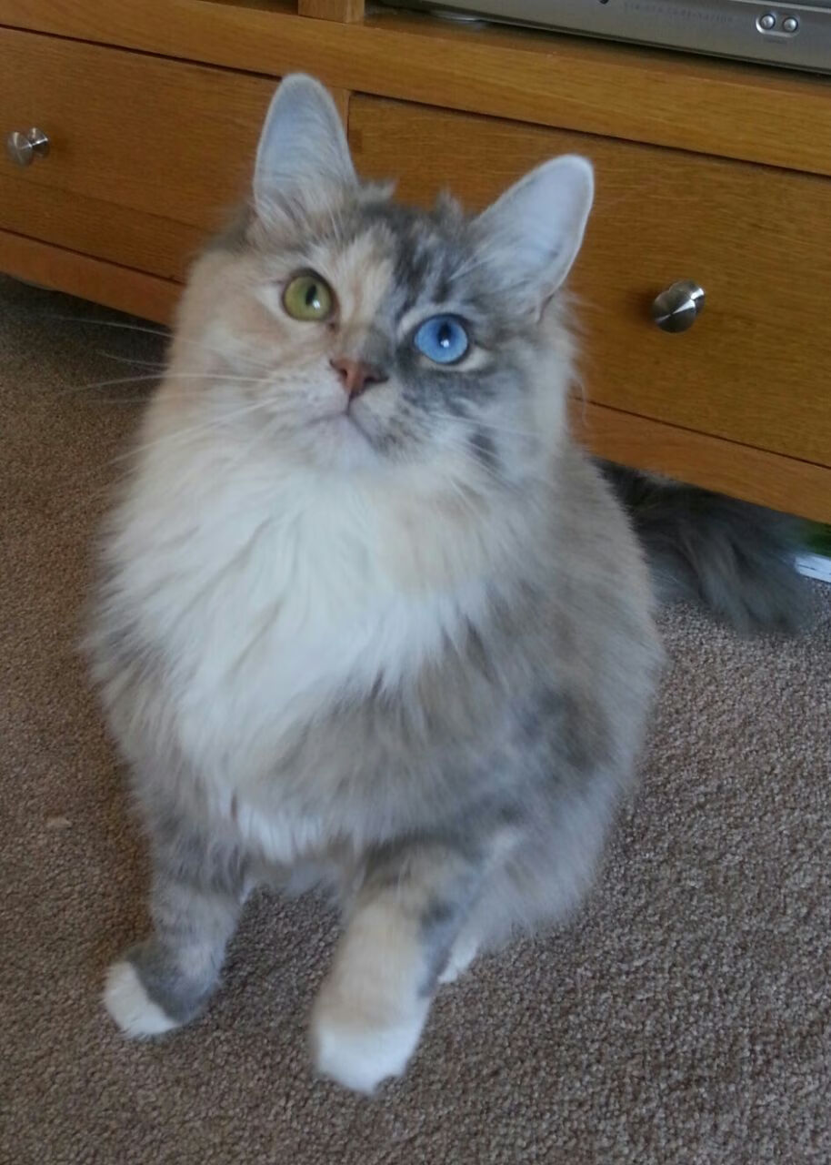 体育双星闪耀，巴西力克牙买加，贝林厄姆东决称王